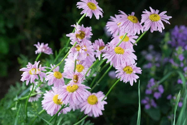 Krásné letní zahrada květiny close-up. — Stock fotografie