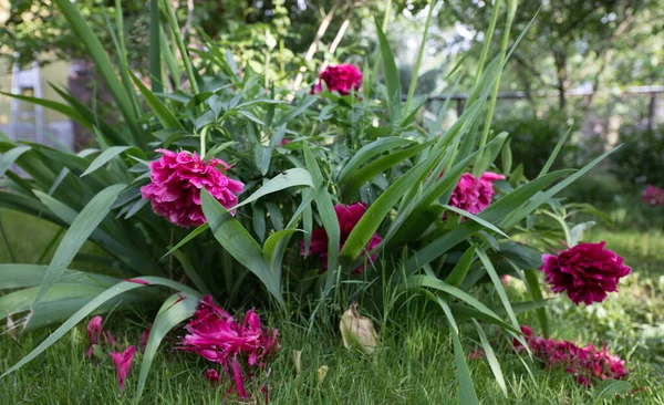 Hermosas flores de jardín de verano primer plano . — Foto de Stock
