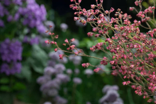 Schöne Sommergartenblumen aus nächster Nähe. — Stockfoto