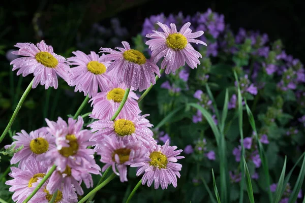 Schöne Sommergartenblumen aus nächster Nähe. — Stockfoto