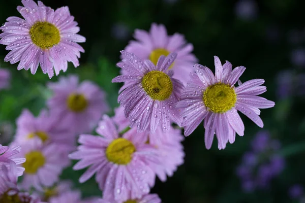 Krásné letní zahrada květiny close-up. — Stock fotografie