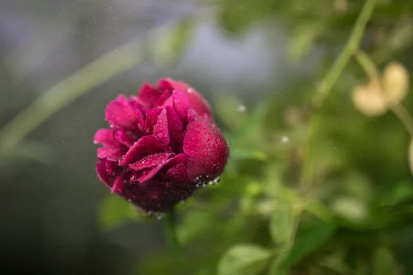 Schöne Sommergartenblumen aus nächster Nähe. — Stockfoto