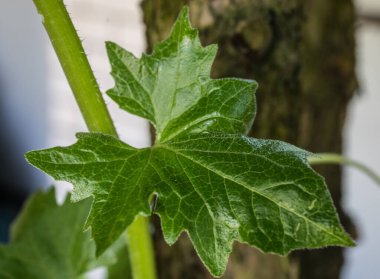 Güzel yaz bahçesi çiçekleri yakın plan.