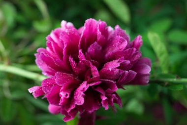 Güzel yaz bahçesi çiçekleri yakın plan.