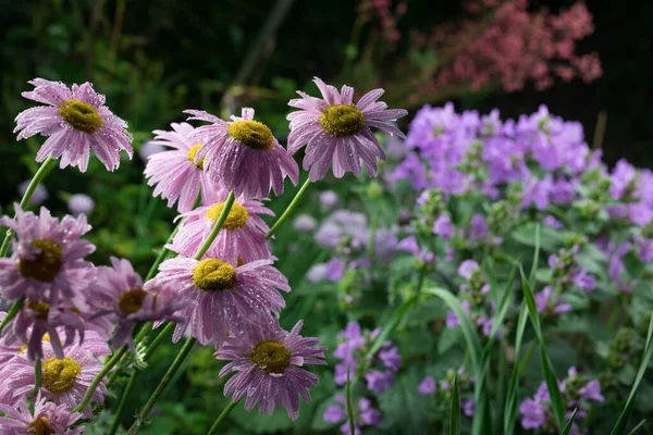 Piękne letnie kwiaty ogrodowe z bliska. — Zdjęcie stockowe