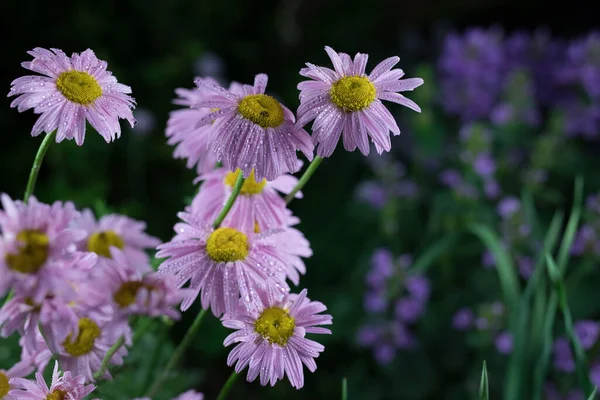 Piękne letnie kwiaty ogrodowe z bliska. — Zdjęcie stockowe
