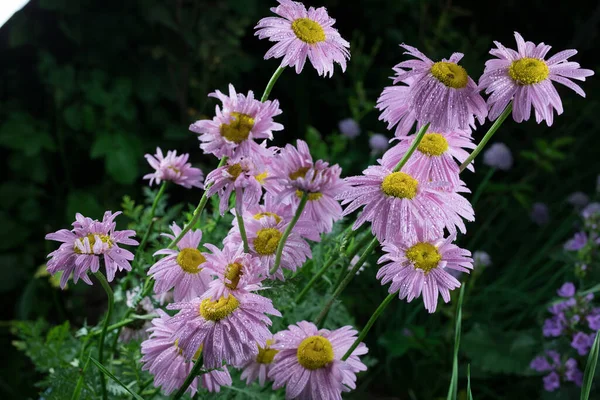 Schöne Sommergartenblumen aus nächster Nähe. — Stockfoto