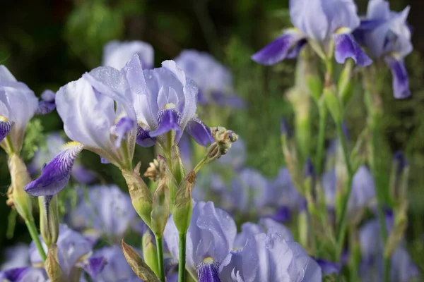Hermosas flores de jardín de verano primer plano . —  Fotos de Stock