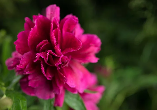 Krásné letní zahrada květiny close-up. — Stock fotografie