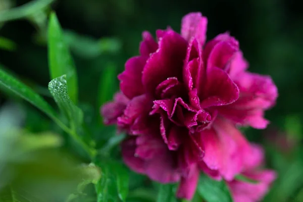 Lindas flores do jardim de verão close-up . — Fotografia de Stock