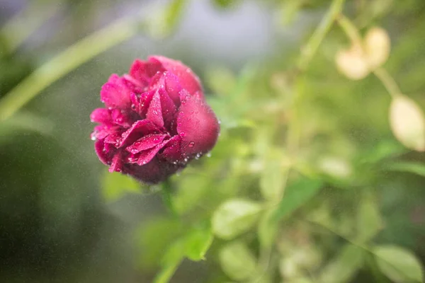 Belles fleurs de jardin d'été close-up. — Photo