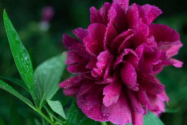 Belles fleurs de jardin d'été close-up. Images De Stock Libres De Droits