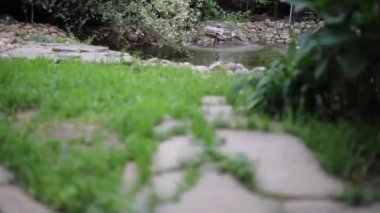 Güzel yaz dekoratif çalıları ve bahçe elementleri yakın plan. HD Görüntü.