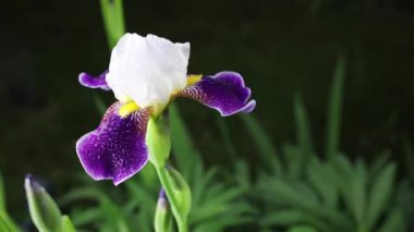 Güzel yaz bahçesi çiçekleri yakın plan.