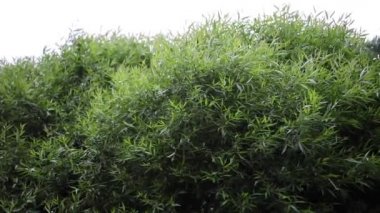 Güzel yaz dekoratif çalıları ve bahçe elementleri yakın plan. HD Görüntü.