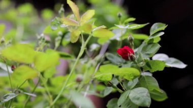 Güzel yaz bahçesi çiçekleri yakın plan.