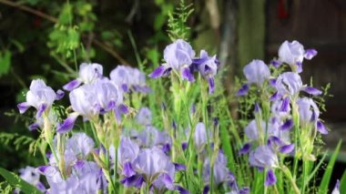 Güzel yaz bahçesi çiçekleri yakın plan.