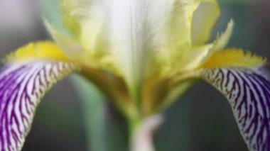 Güzel yaz bahçesi çiçekleri yakın plan.