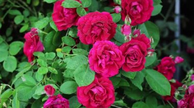 Güzel yaz bahçesi çiçekleri yakın plan.