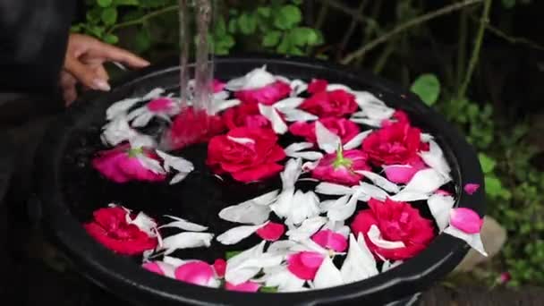 Kobiece ręce i płatki kwiatów w misce na wodę. Nagranie w Full HD. — Wideo stockowe