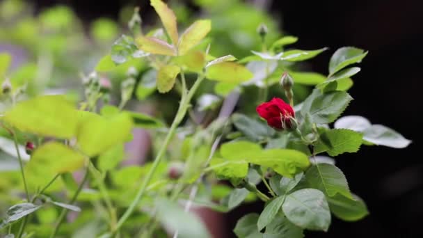Krásné letní zahrada květiny close-up. — Stock video