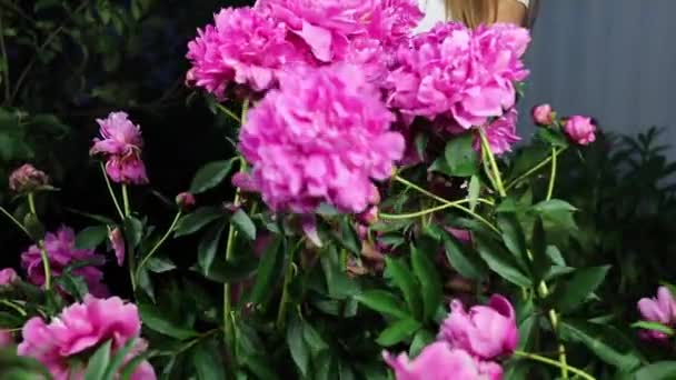 Hermosas flores de jardín de verano primer plano . — Vídeos de Stock