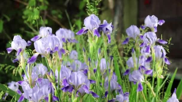 Bellissimi fiori del giardino estivo primo piano. — Video Stock