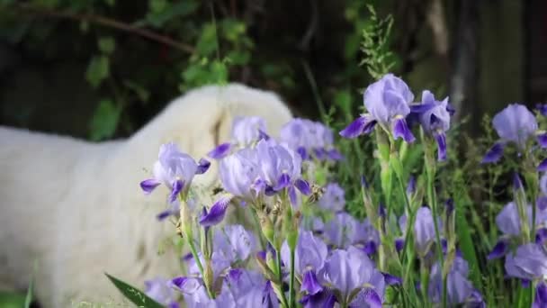 Mooie zomer tuin bloemen close-up. — Stockvideo