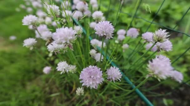 Las abejas recogen polen de las flores de miel en el jardín de verano. Imágenes de FullHD . — Vídeo de stock