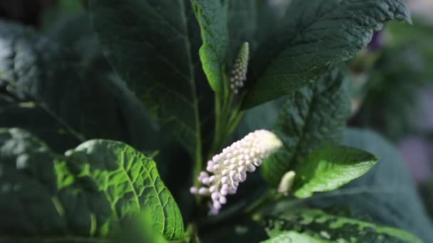 Beautiful summer garden flowers close-up. — Stock Video