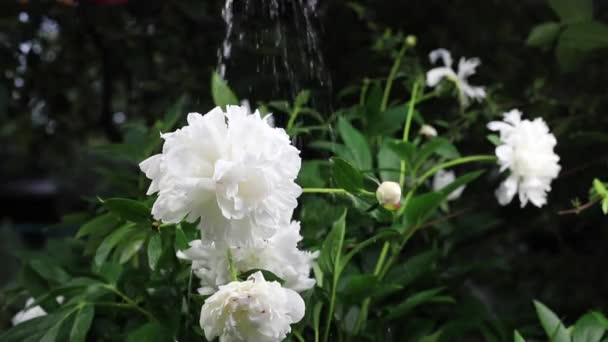 Krásné letní zahrada květiny close-up. — Stock video