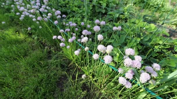 Bijen verzamelen stuifmeel van honingbloemen in de zomertuin. FullHD-beelden. — Stockvideo