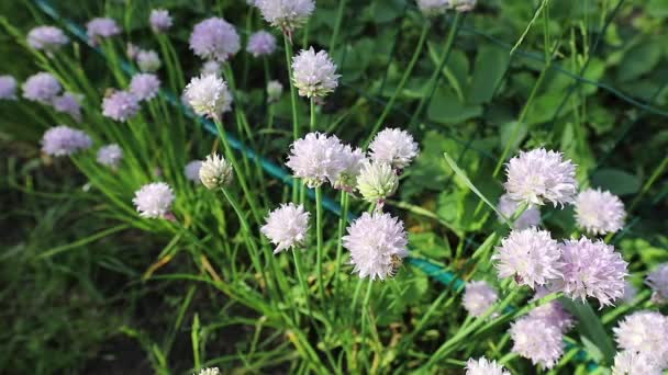 Bees collect pollen from honey flowers in summer garden. FullHD footage. — Stock Video