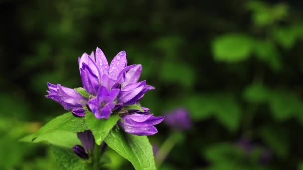 Gyönyörű nyári kerti virágok közelkép. — Stock videók