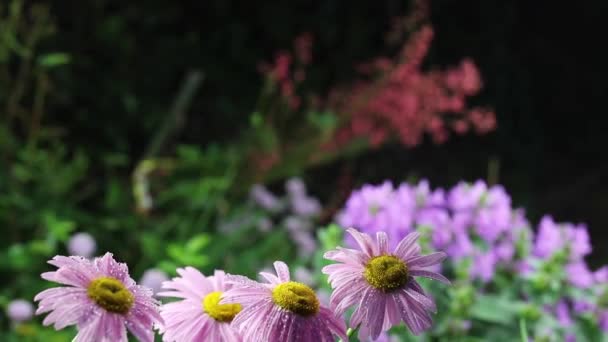 Hermosas flores de jardín de verano primer plano . — Vídeos de Stock