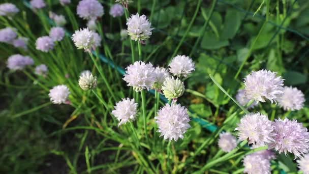 Las abejas recogen polen de las flores de miel en el jardín de verano. Imágenes de FullHD . — Vídeo de stock