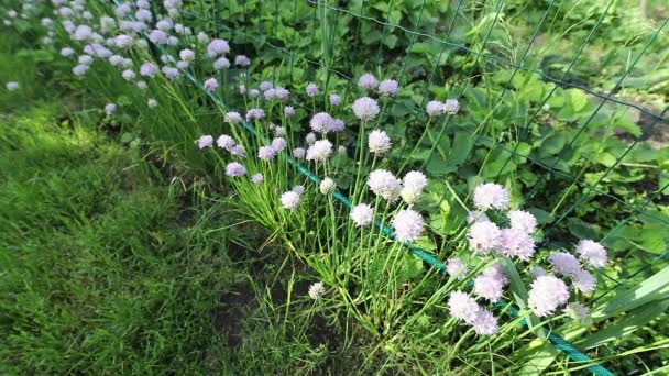 Bijen verzamelen stuifmeel van honingbloemen in de zomertuin. FullHD-beelden. — Stockvideo