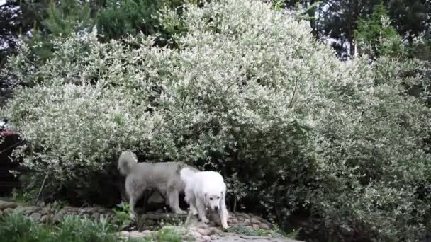 Gyönyörű nyári dekoratív bokrok és kerti elemek közelkép. HD felvétel. — Stock videók