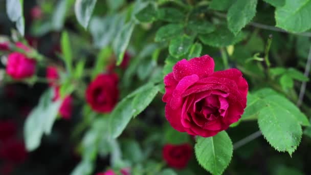 Belles fleurs de jardin d'été close-up. — Video