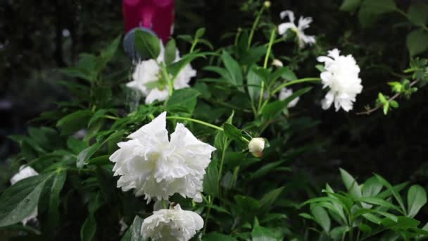 Hermosas flores de jardín de verano primer plano . — Vídeo de stock