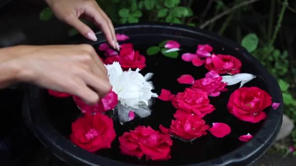 Manos femeninas y pétalos de flores en un tazón de agua. FullHD Imágenes . — Vídeos de Stock