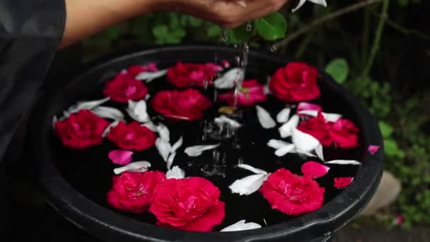 Женские руки и лепестки цветов в миске с водой. FullHD Footage . — стоковое видео