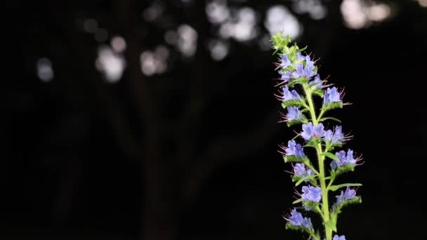 Hermosas flores de jardín de verano primer plano . — Vídeo de stock