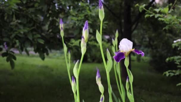 Красивый летний сад цветы крупным планом . — стоковое видео