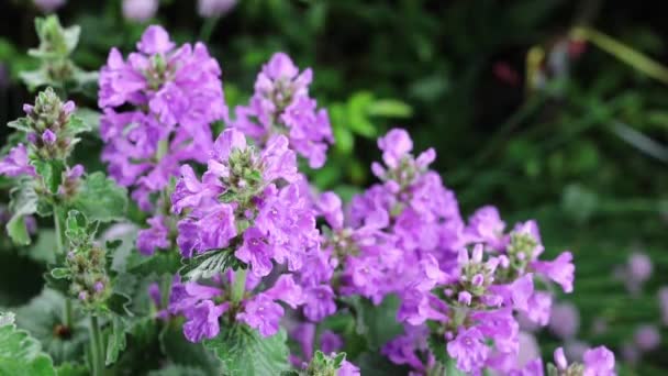 Mooie zomer tuin bloemen close-up. — Stockvideo