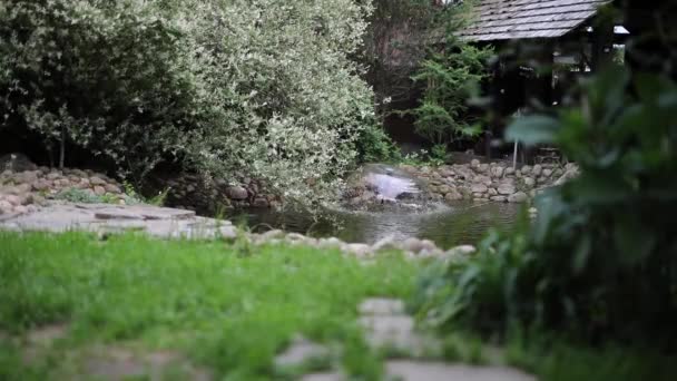 Schöne sommerliche Ziersträucher und Gartenelemente aus nächster Nähe. HD-Filmmaterial. — Stockvideo