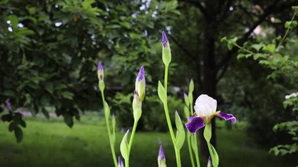 Hermosas flores de jardín de verano primer plano . — Vídeos de Stock