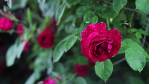 Bellissimi fiori del giardino estivo primo piano. — Video Stock