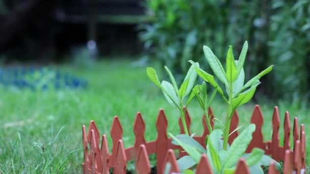 Güzel yaz dekoratif çalıları ve bahçe elementleri yakın plan. HD Görüntü. — Stok video