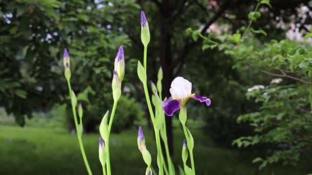 Красивый летний сад цветы крупным планом . — стоковое видео